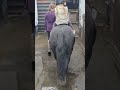 Amelia on Holly