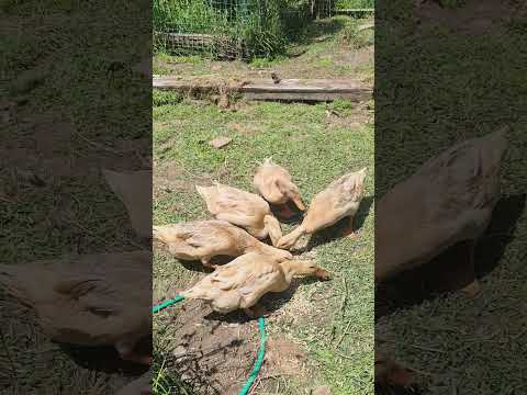 , title : '#shorts   Feeding my noisy heritage breed Buff Orpington ducks'