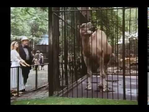 afbeelding A SAFE PLACE trailer