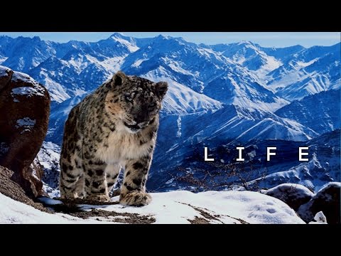 What Is Life – Inspirational Video