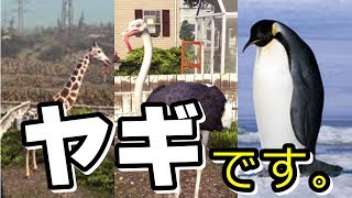 全部ヤギです。 - ゴートシミュレーター / Goat Simulator 実況 - #2