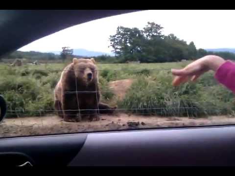 Waving bear