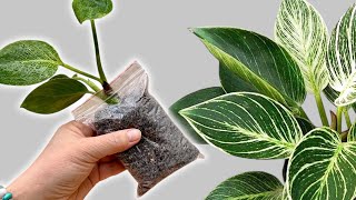 Wish I Knew This Sooner! How to Fix a Leggy Philodendron 🌱