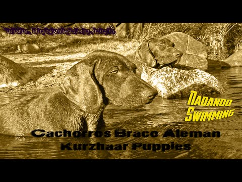 PUPPIES RETRIEVING in the water | CACHORROS COBRANDO en el agua | HD