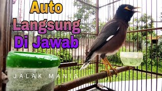 Download lagu Masteran Jalak Nias Gacor Full Isian Tembakan, Jalak Nias Betina Memanggil Bikin Emoasi Jalak Lain mp3
