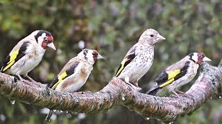 Goldfinch Birds in The Rain - with Beautiful Bird Song & Sounds