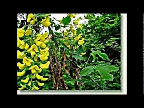 Heilpflanzen / Goldregen