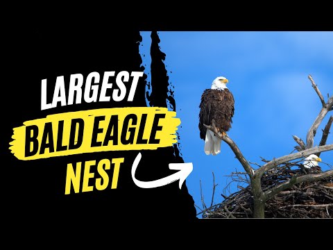 The Largest Bald Eagle Nest Ever Found!