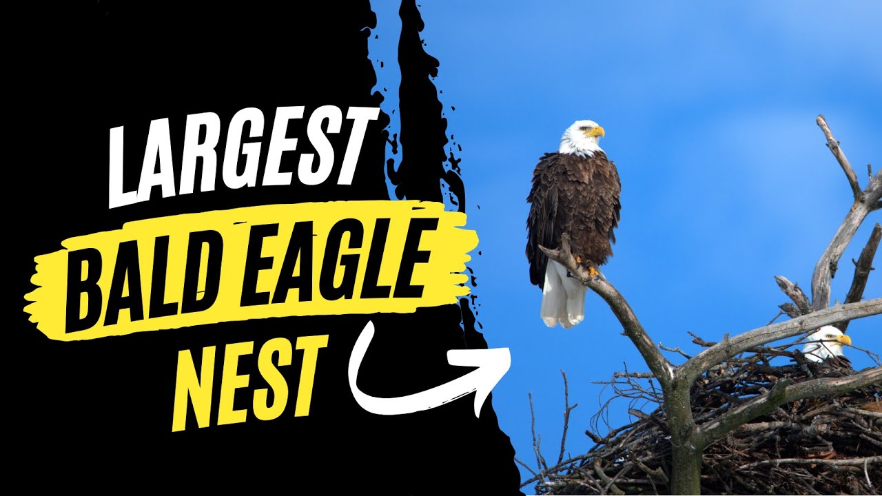 The Largest Bald Eagle Nest Ever Found!