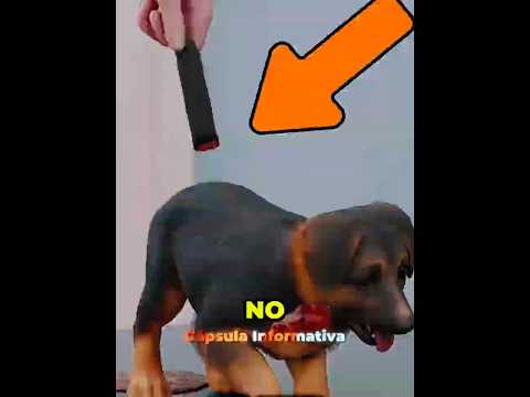 No Creerás Lo Que Hicieron Con Sus Perros… ¡El Final Es Impactante! ‼️😱