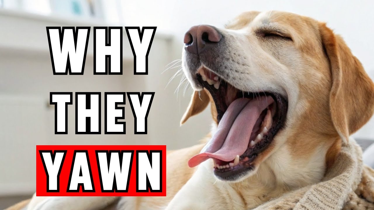 🧠 Your dog is LYING to you! 7 secrets about dog yawning you NEVER KNEW