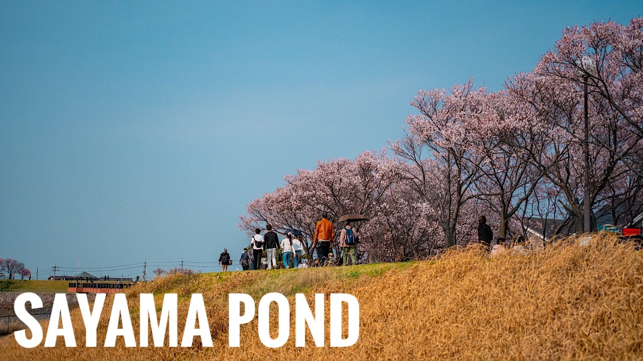 狭山池の桜 2026 Osaka Walk - Cherry Blossoms at Sayama Pond 4K HDR CONTAX 28-70 F3.5-4.5