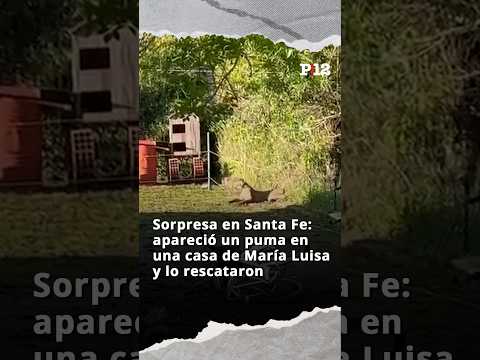 🐱 Sorpresa en Santa Fe: apareció un puma en una casa de María Luisa y lo rescataron