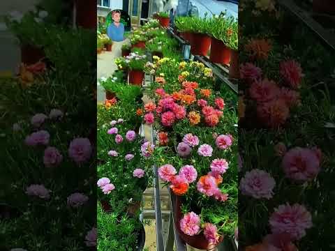 fawra palant viral video for you page #flowers #funnyvideos #funnyvideos