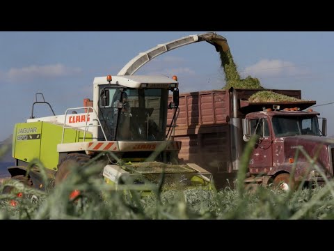 Process of harvesting triticale silage | harvest 2023