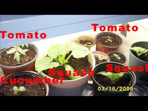 How to make an Organic spring VEGETABLE GARDEN Southern California build plot tomato squash cucumber