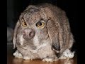 Клетки для кроликов по методу Золотухина Н .И .от Ярослава (Видео 1) Сages for rabbits ...