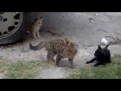 PELEA SALVAJE DE GATOS CACHORROS |Luis Alberto D