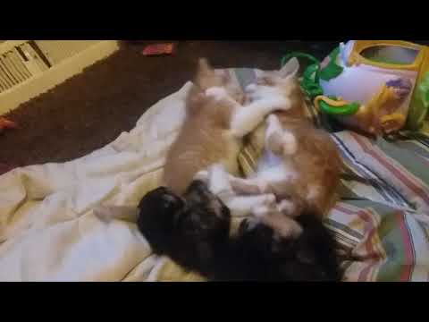 Nugget, Andreanna,Reese part 1