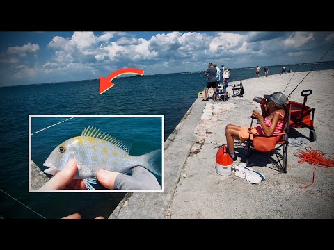 GREENBACKS Are HARD to Find on Weekends at Dunedin Causeway, Florida 🎣🏖️