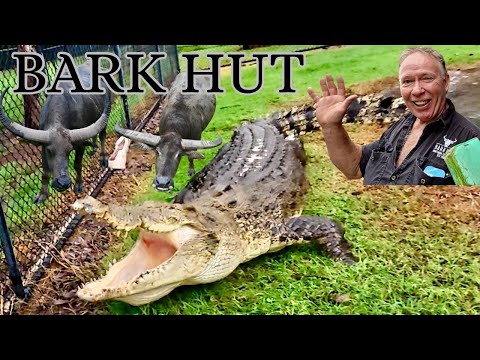 NT’s..”BARKHUT EPIC CROC & BUFFALO”.. FEEDING.. AUSTRALIA..!!