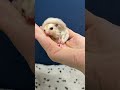 フクロモモンガのYouTubeサムネイル画像