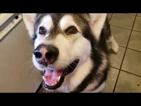 download lagu mp3 mp4 How To Cook Eggs For Dogs, download lagu How To Cook Eggs For Dogs gratis, unduh video klip How To Cook Eggs For Dogs