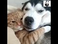 This Is Why Dogs Are The Cutest