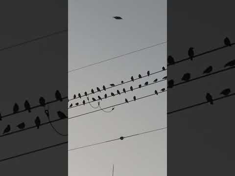 ムクドリをバルコニーから遠ざけるにはどうすればいいですか？厄介で騒々しい害虫を追い払うための 5 つのヒント  庭園