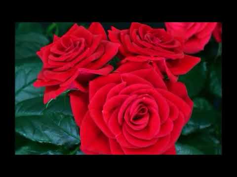 TU OLVIDO LOS ROSALES   DUETO DE ANTAÑO