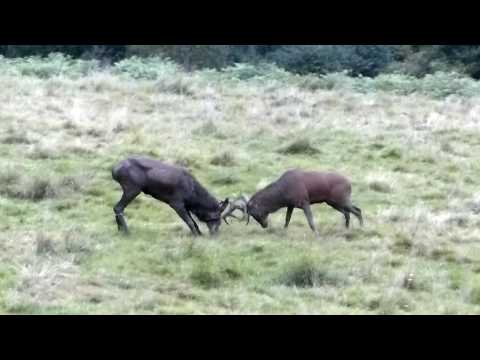 Brame du cerf : combat entre un cerf 10 cors et un cerf 12 cors - Milhas - 31