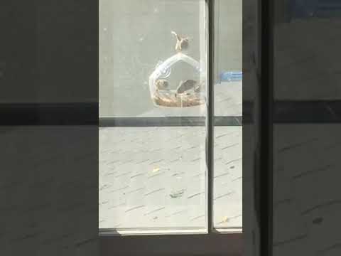 Birds in slow motion at feeder Ossining NY