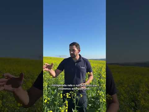 Manejo Agrofel | Canola em Sananduva