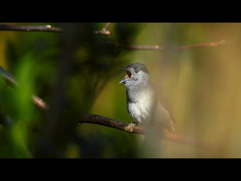 Penica čiernohlavá — bohatý flautový spev