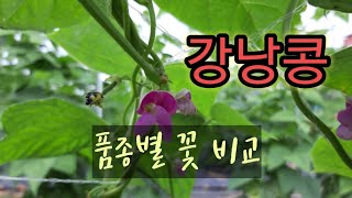 강낭콩 17품종 생장 비교