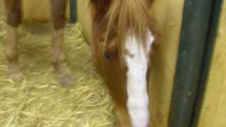 Breathe hope in me Rooster