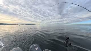 2025年の最後のコホサーモン、バラしました😩