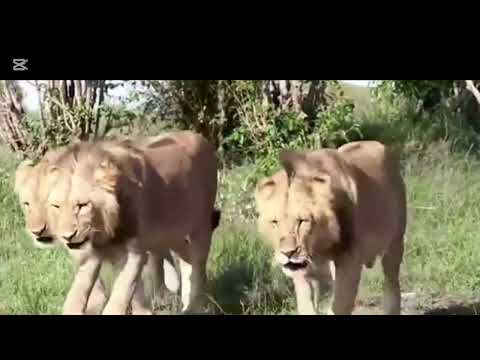 Molibany Male lions in survey | Orkirikoi is in the corner of the survey | wish they can't find him