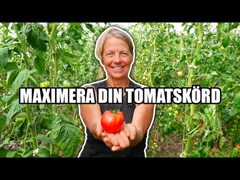 Maximera din tomatskörd - Kosters Trädgårdar