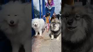 Download lagu AMAZING 2 DOGS INFRONT TOYSHOP WAITS PATIENTLY mp3