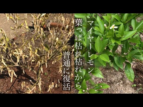 園芸 マイヤーレモンの木