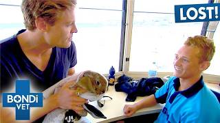 Pet Bunny On Beach Found By Bondi Rescue Lifeguards! | Bondi Vet Double Episode