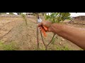 Pruning of Plum trees/आलू बुखारे की कटाई छंटाई