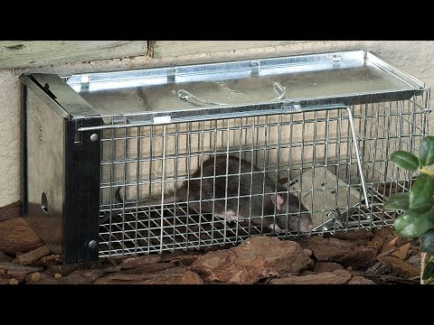 Squirrelinator Review 2018 (Part 1 of 2)