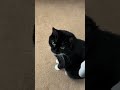 Talking To My Tuxie ️ Tuxedocat Comedy Funnycats