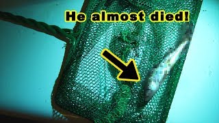 My fish went missing for 6 months in a death trap and was later found alive and well.