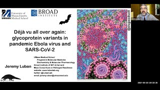 Deja vu all over again: Glycoprotein Variants in Pandemic Ebola virus and SARS-CoV-2