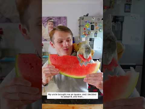 My uncle brought me an iguana, and I decided to adopt it, and then...