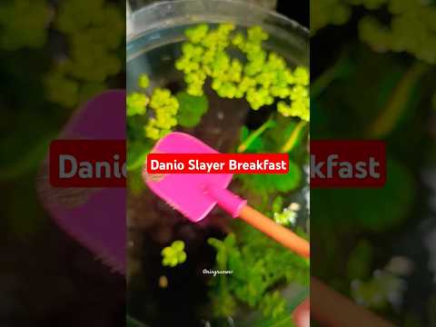 Danio slayer breakfast in the morning. #fish #pets #danio #danioslayer #tropicalfish #feeding #short