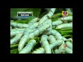 Farmer's experience in silkworm farming - ರೇಷ್ಮೆ ಹುಳು ಸಾಕಾಣೆಯಲ್ಲಿ ರೈತರ